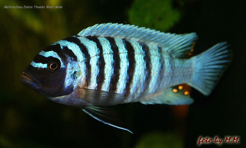 Maylandia zebra 'Thumbi West Island'